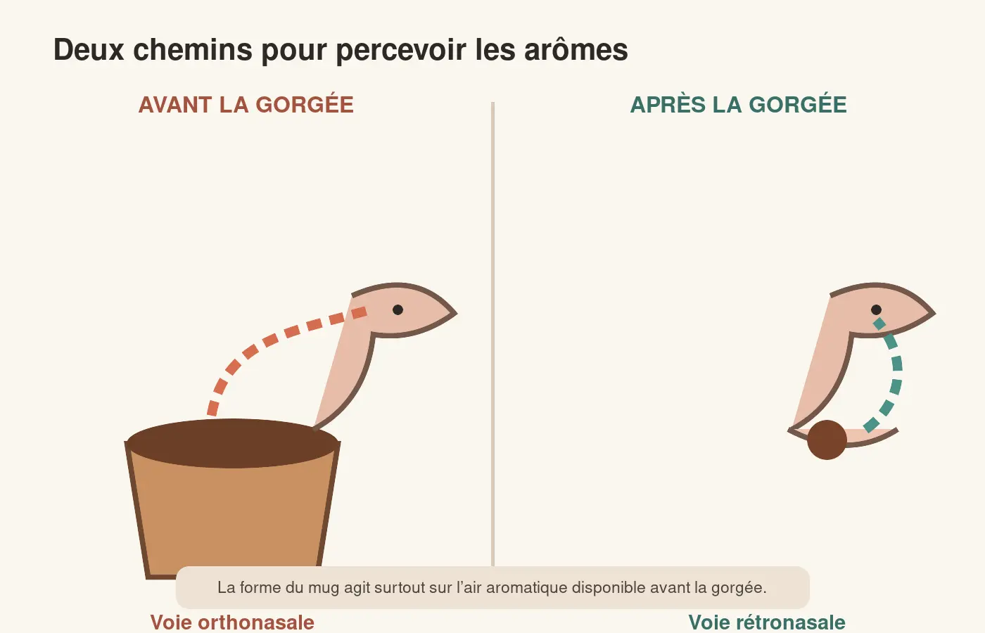 Schéma des voies orthonasale et rétronasale lors de la dégustation d’un café dans un mug